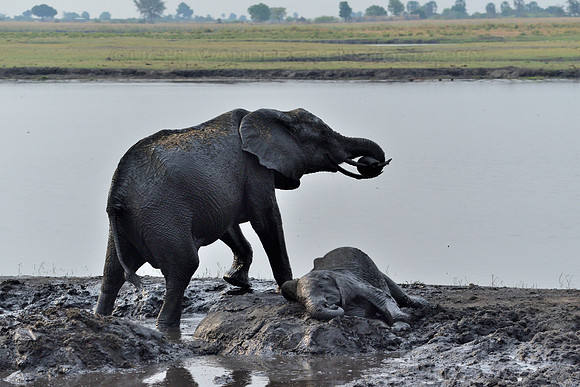 Elephants having mud bath
