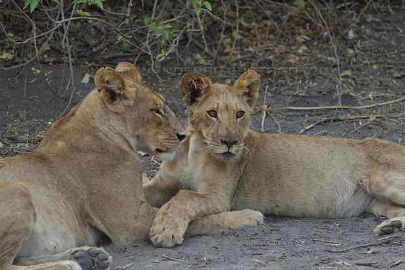 Juvenile lions