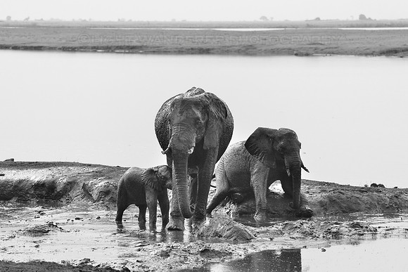 Elephants having mud bath