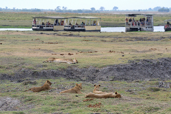 Lions and tourist boats