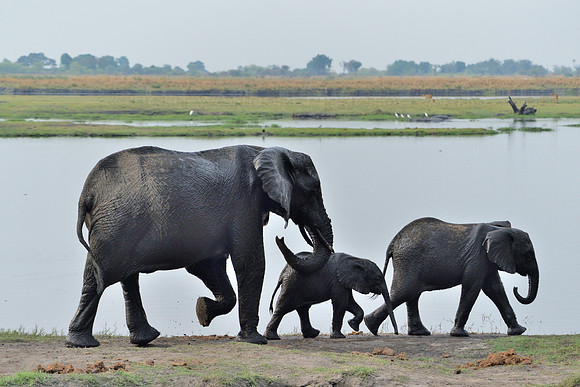 Three elephants