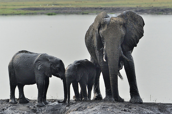Three elephants