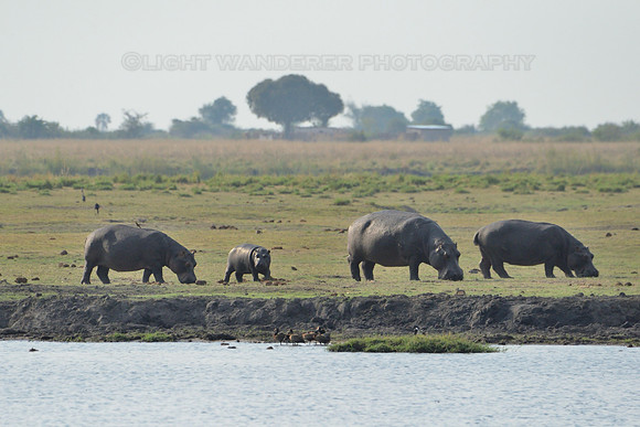Hippos