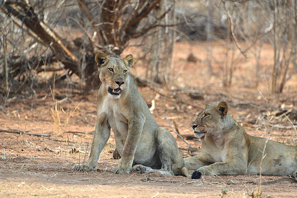 Lions