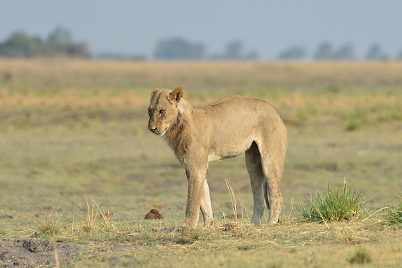 Young male lion