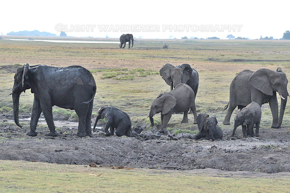 Elephants