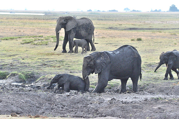 Elephant baby stuck in the mud