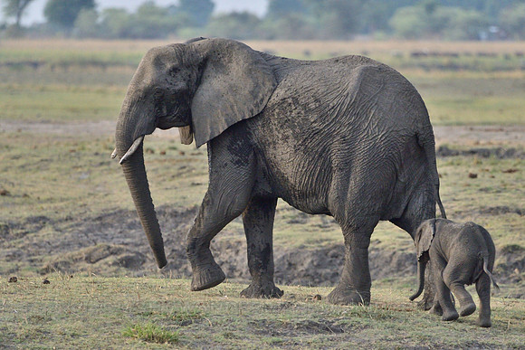 Elephant mother and calf #1