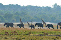 Botswana Wildlife