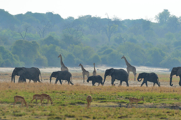 View from Chobe riverfront