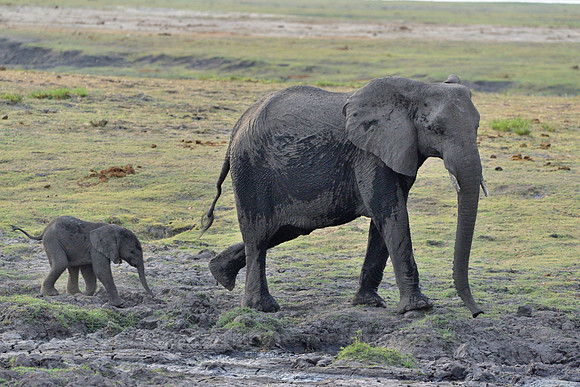 Elephant mother and calf #2