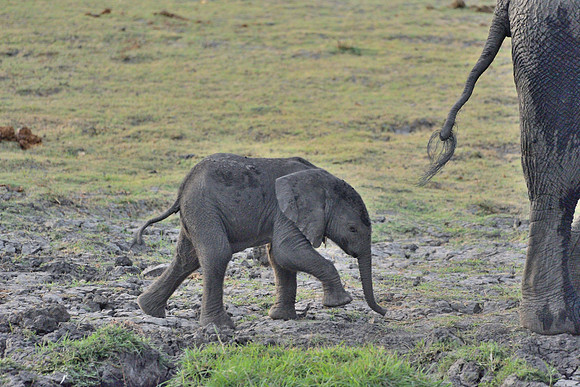 Elephant mother with calf #3
