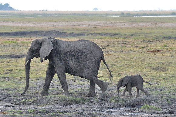 Elephant mother with calf #4