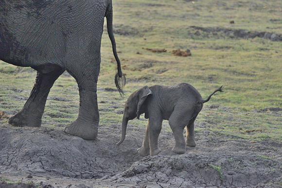 Elephant mother and calf #5