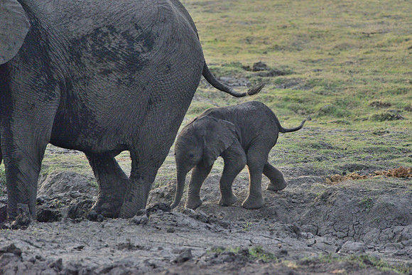 Elephant mother with calf #6