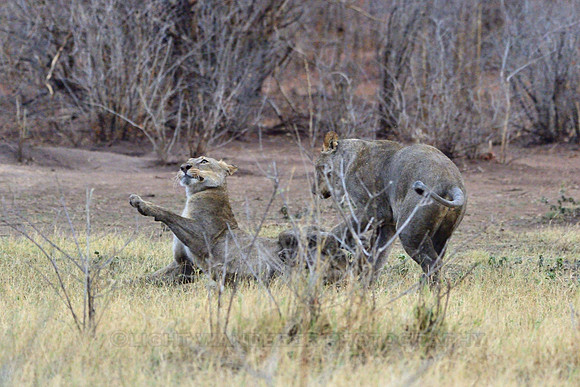 Lions play-fighting