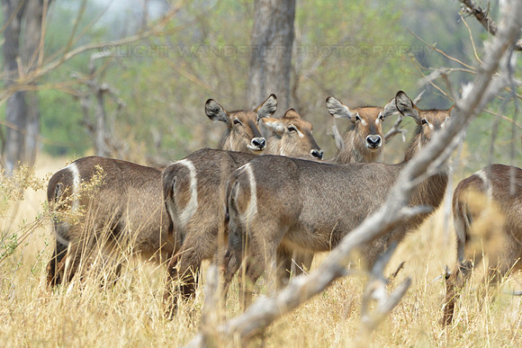 Waterbuck