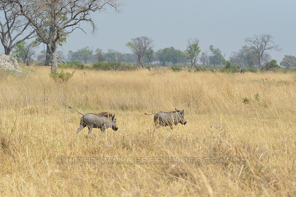 Warthogs fleeing