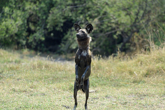 African Wild Dog