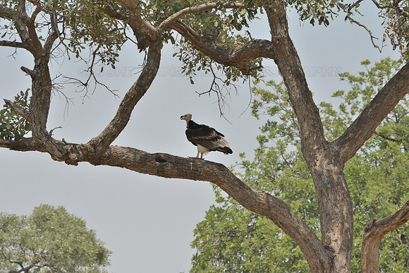 Vulture