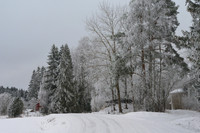 Winter landscape