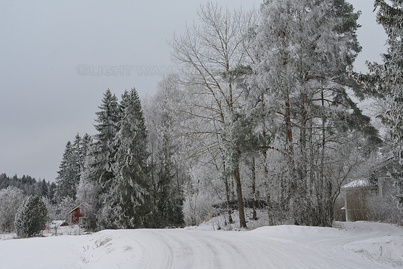 Winter landscape