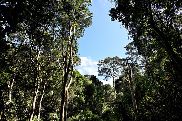 Towering trees