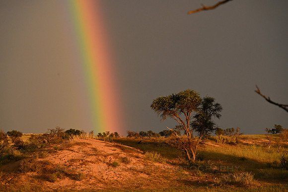 Rainbow
