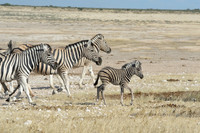 Group of Zebras