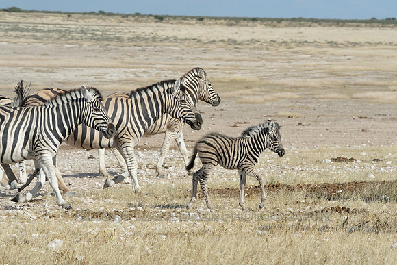 Group of Zebras