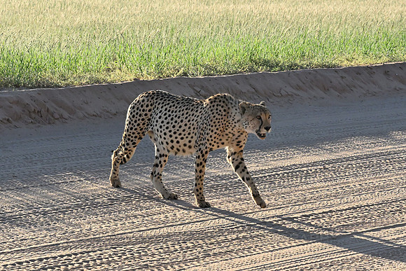 Cheetah