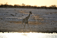 Giraffe with water escaping from mouth