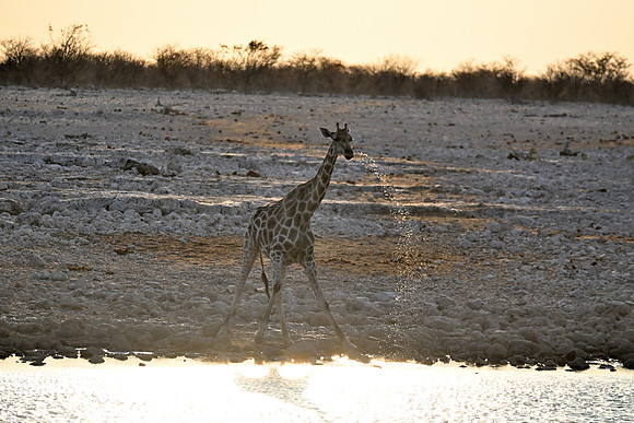 Giraffe with water escaping from mouth