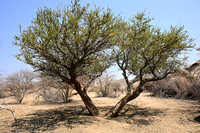 Tree with shadow on the ground