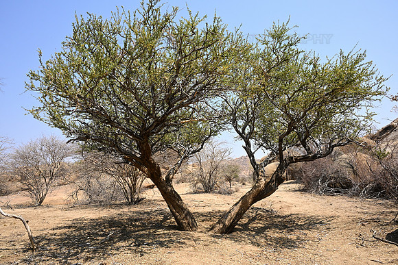 Tree with shadow on the ground