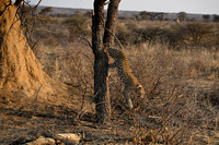 Leopard jumping from tree