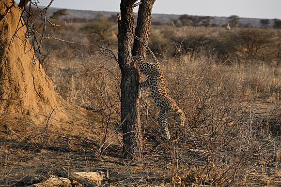 Leopard jumping from tree