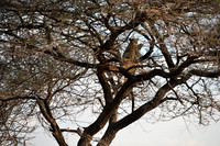 Leopard caches antelope carcass in tree