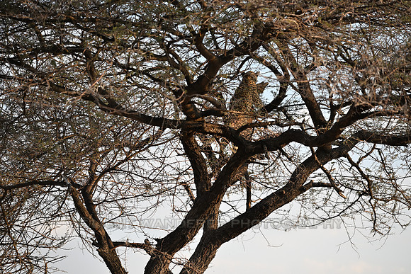 Leopard caches antelope carcass in tree
