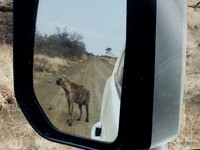 Hyena
