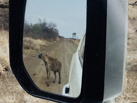 Hyena