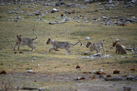 Lion cubs playing
