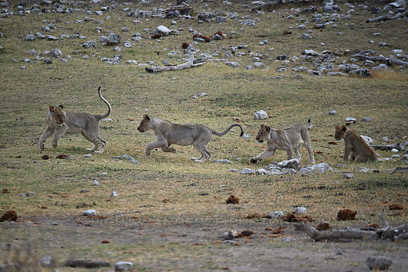 Lion cubs playing