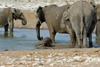 Little elephant bathing