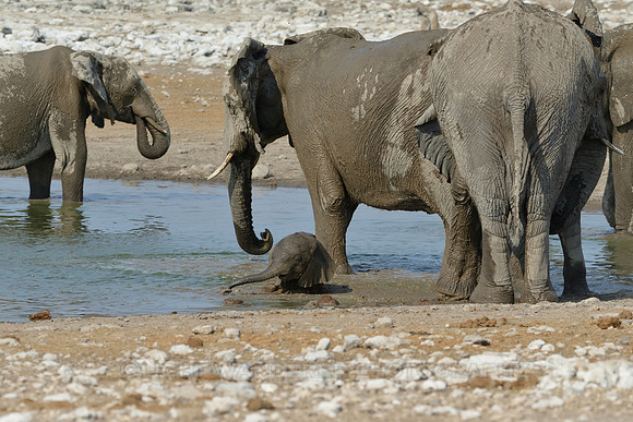 Little elephant bathing