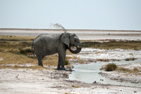 Elephant showering
