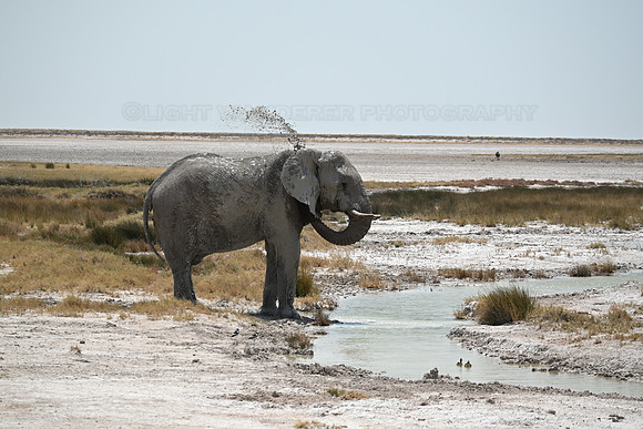 Elephant showering