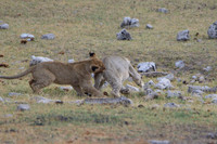 Lion cubs playing