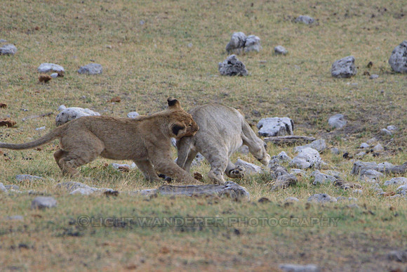 Lion cubs playing