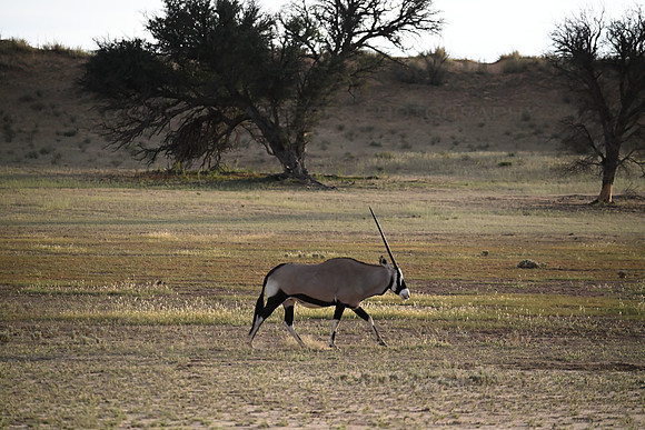 Gemsbok